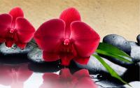 Фотопечать Орхидея/камни черные