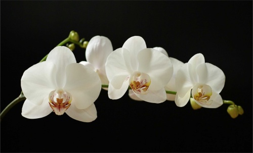    120*80/3 (//53)